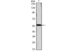 Western Blot showing CCND1 antibody used against CCND1 (AA: 1-295)-hIgGFc transfected HEK293 cell lysate. (Cyclin D1 anticorps)