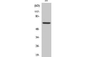 Western Blot analysis of HT29 cells using GNL3L Polyclonal Antibody diluted at 1:2000. (GNL3L anticorps  (AA 40-120))