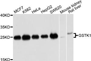 Western blot analysis of extracts of various cell lines, using GSTK1 antibody (ABIN5973013) at 1/1000 dilution. (GSTK1 anticorps)