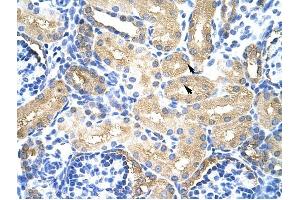 MTHFSD antibody was used for immunohistochemistry at a concentration of 4-8 ug/ml to stain Epithelial cells of renal tubule (arrows) in Human Kidney. (MTHFSD anticorps  (N-Term))