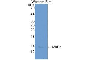 Western Blotting (WB) image for anti-Fatty Acid Binding Protein 1, Liver (FABP1) (AA 2-127) antibody (ABIN1858776) (FABP1 anticorps  (AA 2-127))