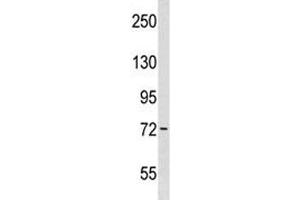 Wee1 antibody western blot analysis in WiDr lysate. (WEE1 anticorps  (AA 202-230))