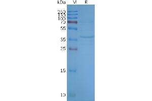 Human OR2H1-Nanodisc, Flag Tag on SDS-PAGE (OR2H1 Protéine)