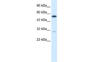 WB Suggested Anti-HNF4G Antibody Titration:  0. (HNF4 gamma anticorps  (C-Term))