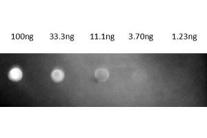 Dot Blot (DB) image for Goat anti-Mouse IgG (Heavy & Light Chain) antibody (Texas Red (TR)) - Preadsorbed (ABIN965361)