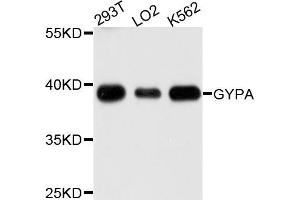 Western blot analysis of extracts of various cells, using GYPA antibody. (CD235a/GYPA anticorps)