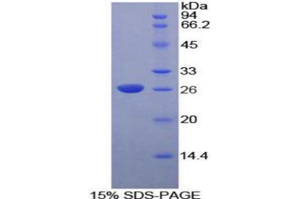 DNASE1L2 Protéine