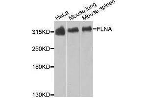 Western blot analysis of extracts of various cells, using FLNA antibody. (Filamin A anticorps)