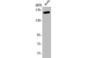 Western Blot analysis of HuvEc cells using Phospho-Flk-1 (Y1175) Polyclonal Antibody (VEGFR2/CD309 anticorps  (pTyr1175))