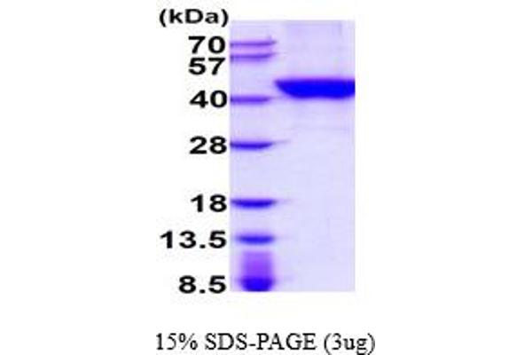 TPST2 Protein (AA 26-377) (His tag)