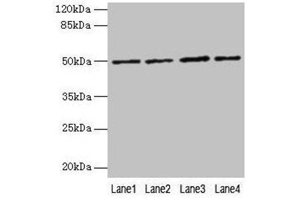 EVA1C anticorps  (AA 49-322)