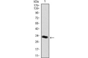 Western Blotting (WB) image for anti-Thrombopoietin (THPO) antibody (ABIN1844325) (Thrombopoietin anticorps)