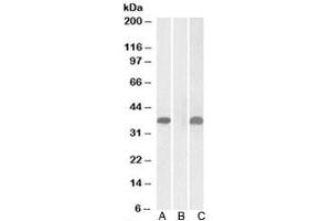 Western blot testing of HEK293 lysate overexpressing human PIM2-MYC with PIM2 antibody (1ug/ml) in Lane A and anti-MYC (1/1000) in lane C. (PIM2 anticorps)