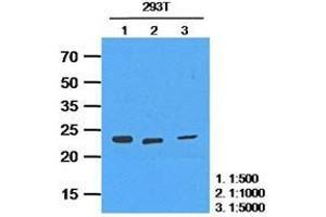 The extracts of 293T(35 ug) were resolved by SDS-PAGE, transferred to PVDF membrane and probed with anti-human HPRT (1:50 (HPRT1 anticorps  (AA 1-218))