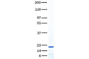 Validation with Western Blot (Resistin Protein (RETN) (Transcript Variant 1))