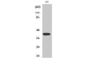 Western Blotting (WB) image for anti-Mitogen-Activated Protein Kinase Kinase 4 (MAP2K4) (pSer80) antibody (ABIN3182070) (MAP2K4 anticorps  (pSer80))
