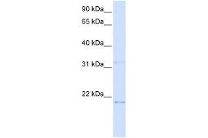 C14ORF180 antibody used at 1 ug/ml to detect target protein. (C14orf180 anticorps  (N-Term))