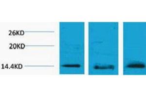 Western Blotting (WB) image for anti-Histone H2B (3meLys5) antibody (ABIN3178847) (Histone H2B anticorps  (3meLys5))