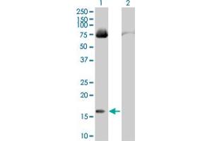 Western Blot analysis of FABP4 expression in transfected 293T cell line by FABP4 MaxPab polyclonal antibody. (FABP4 anticorps  (AA 1-132))