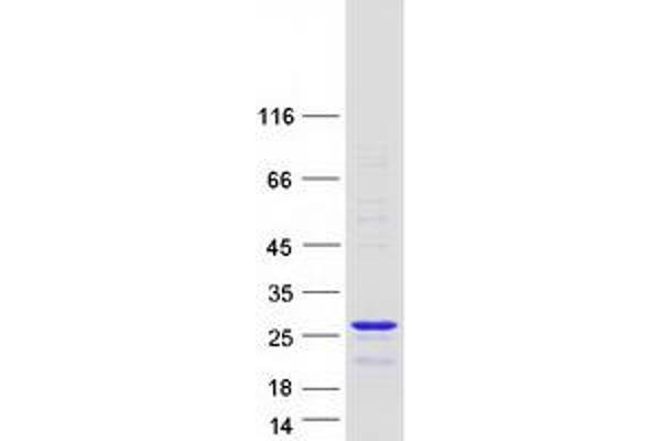 THOC7 Protein (Myc-DYKDDDDK Tag)