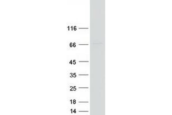 PPP1R16B Protein (Myc-DYKDDDDK Tag)