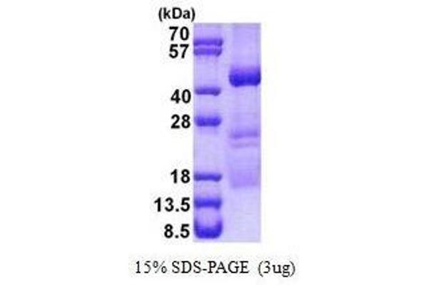 OBFC1 Protéine