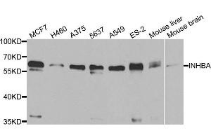 Western blot analysis of extracts of various cell lines, using INHBA antibody. (INHBA anticorps)