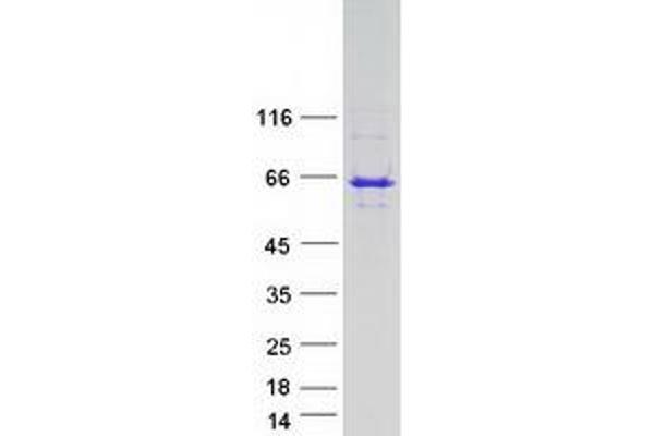 Lunapark Protein (Myc-DYKDDDDK Tag)