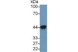 Western blot analysis of Rat Heart lysate, using Human ACTC1 Antibody (1 µg/ml) and HRP-conjugated Goat Anti-Mouse antibody ( (Ovalbumin anticorps)