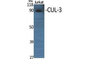 Western Blotting (WB) image for anti-Cullin 3 (CUL3) (N-Term) antibody (ABIN3174605) (Cullin 3 anticorps  (N-Term))