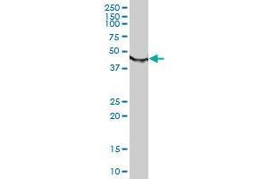 Western Blotting (WB) image for anti-Tubulin, beta (TUBB) (AA 1-445) antibody (ABIN599619) (TUBB anticorps  (AA 1-445))