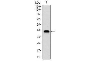 Western Blotting (WB) image for anti-Neural Precursor Cell Expressed, Developmentally Down-Regulated 8 (NEDD8) antibody (ABIN1108403) (NEDD8 anticorps)