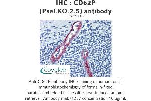Image no. 1 for anti-Selectin P (Granule Membrane Protein 140kDa, Antigen CD62) (SELP) antibody (ABIN1724063) (P-Selectin anticorps)
