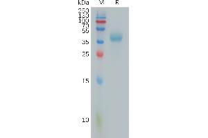 Human PIP Protein, hFc Tag on SDS-PAGE under reducing condition. (PTTG1IP Protein (AA 33-96) (Fc Tag))