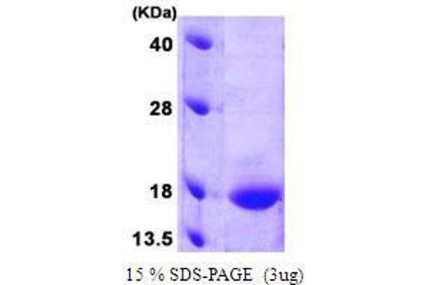 GADD45G Protein (AA 1-159)