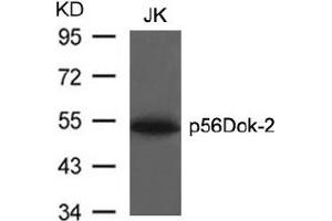 Image no. 3 for anti-DOK2 (DOK2) (AA 297-301) antibody (ABIN197540) (DOK2 anticorps  (AA 297-301))