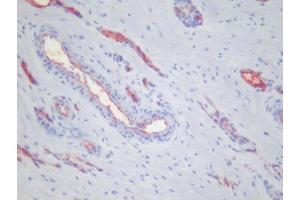 Immunohistochemistry (IHC) image for anti-Platelets antibody (ABIN781796) (Platelets anticorps)