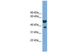 Image no. 1 for anti-Apurinic/Apyrimidinic Endonuclease 1 (APEX1) (N-Term) antibody (ABIN6745229) (APEX1 anticorps  (N-Term))