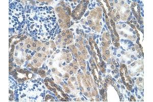 LOC728227 antibody was used for immunohistochemistry at a concentration of 4-8 ug/ml to stain Epithelial cells of renal tubule (arrows) in Human Kidney. (LOC728227 anticorps  (C-Term))