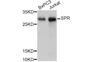 Western blot analysis of extracts of various cell lines, using SPR Antibody. (SPR anticorps  (AA 1-261))