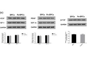 Western Blotting (WB) image for anti-Fibroblast Growth Factor 2 (Basic) (FGF2) (AA 143-250) antibody (ABIN726425)