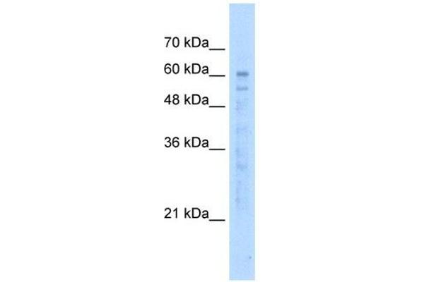 KIAA0494 anticorps  (N-Term)