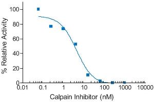 Activity Assay (AcA) image for SensoLyte® AMC Calpain Activity Assay Kit (ABIN1882424) (SensoLyte® AMC Calpain Activity Assay Kit)