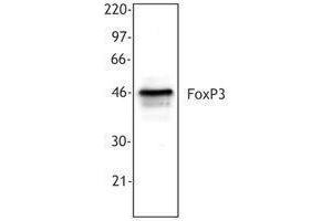 Western Blotting (WB) image for anti-Forkhead Box P3 (FOXP3) antibody (ABIN2664982) (FOXP3 anticorps)