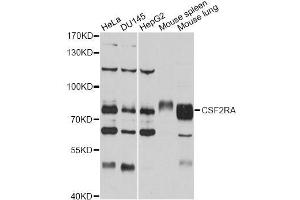 Western blot analysis of extracts of various cell lines, using CSF2RA antibody (ABIN5971066) at 1/1000 dilution. (CSF2RA anticorps)