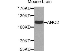 Western blot analysis of extracts of mouse brain, using ANO2 antibody (ABIN5971903). (Anoctamin 2 anticorps)