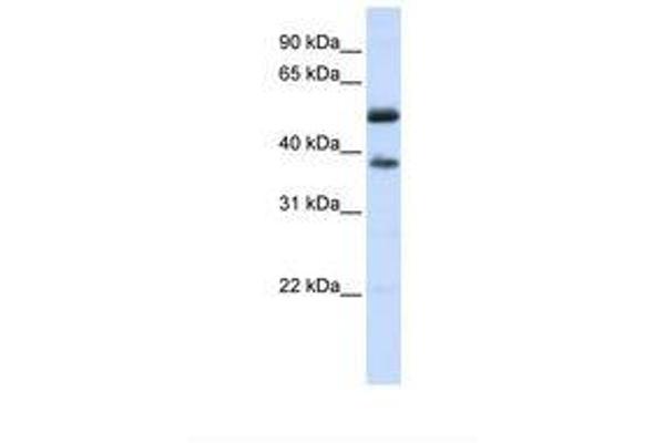 LRRC14 anticorps  (AA 144-193)