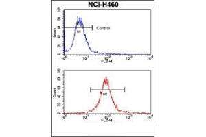 Flow Cytometry (FACS) image for anti-SRY (Sex Determining Region Y)-Box 2 (SOX2) antibody (ABIN356387) (SOX2 anticorps)