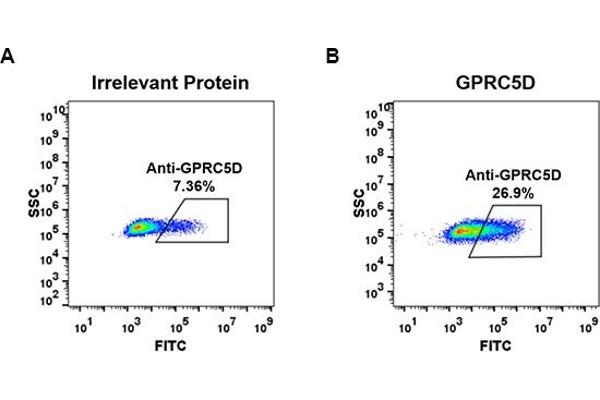 Recombinant GPRC5D anticorps  (AA 1-27)