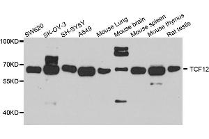 Western blot analysis of extracts of various cell lines, using TCF12 antibody (ABIN5972284) at 1/1000 dilution. (TCF12 anticorps)
